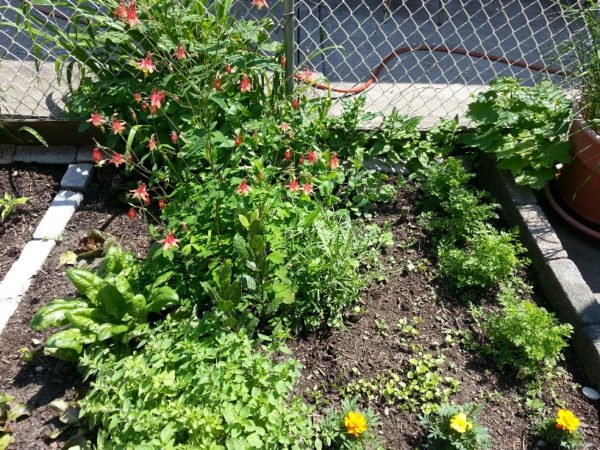 Herbs and Lettuce, 31 May 2013