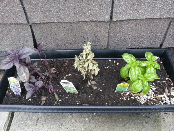 Iffy Basil, 1 June 2013