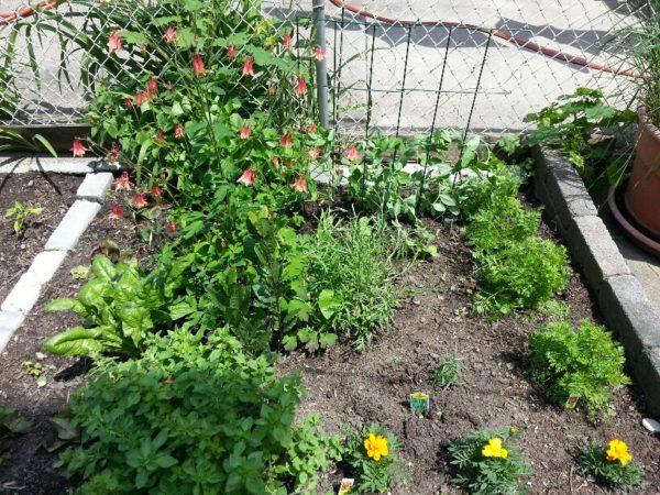 Bean Climbing Frame and Basil, 1 June 2013