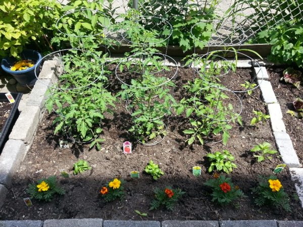 Tomatoes, Basil, Chilies and Jalapeños, 1 June 2013 Tomatoes, Basil, Chilies and Jalapeños, 1 June 2013
