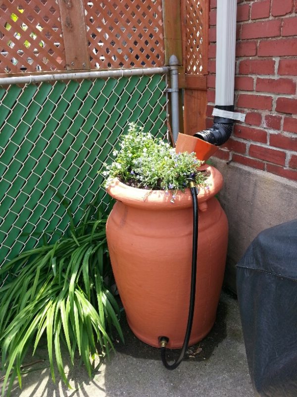 Rain Barrel, 1 June 2013