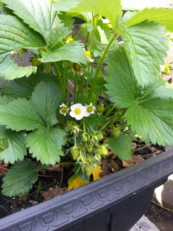 Strawberries, 1 June 2013 Strawberries, 1 June 2013