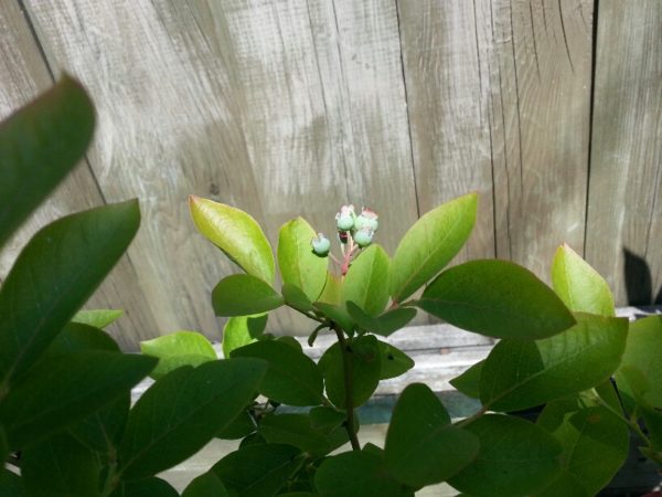 Blueberries, 14 June 2013 Blueberries, 14 June 2013