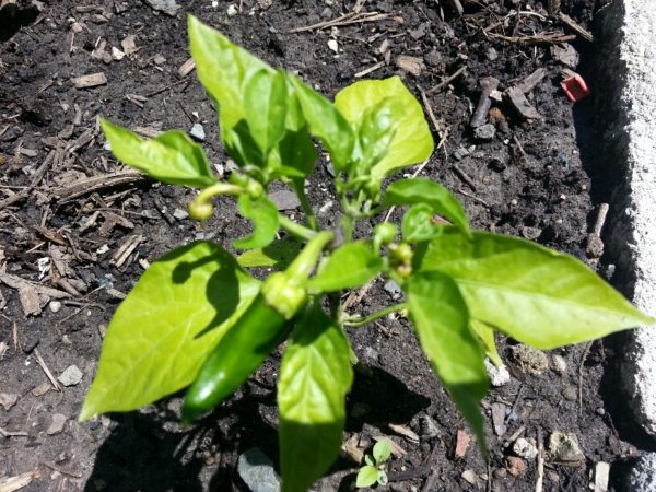 Chili Peppers, 14 June 2013 Chili Peppers, 14 June 2013