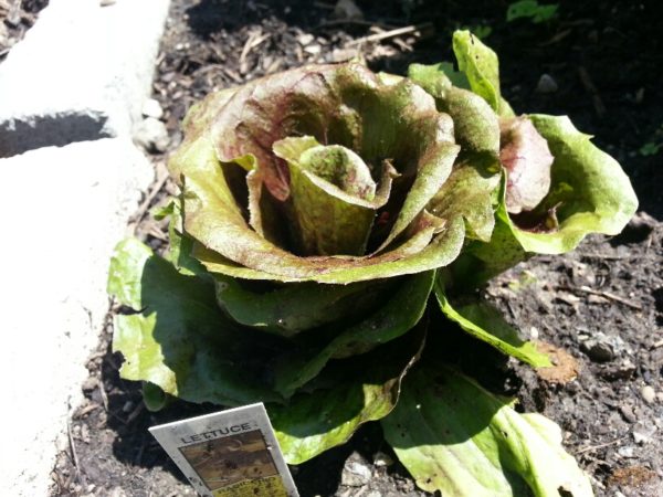 Lettuce, 14 June 2013 Lettuce, 14 June 2013