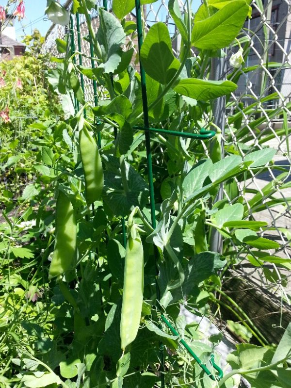 Snow Peas, 14 June 2013 Snow Peas, 14 June 2013