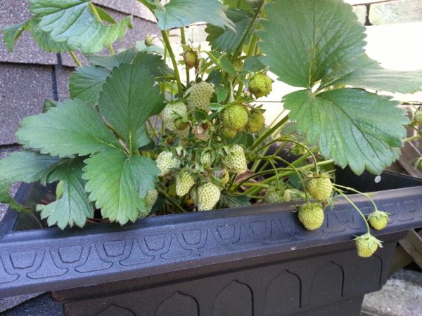 Strawberries, 14 June 2013 Strawberries, 14 June 2013