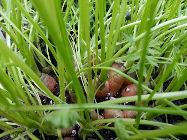 Carrots, 29 June 2013