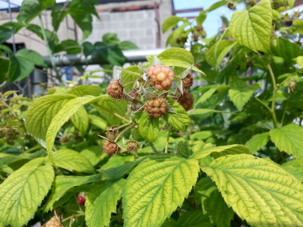 Raspberries, 29 June 2013