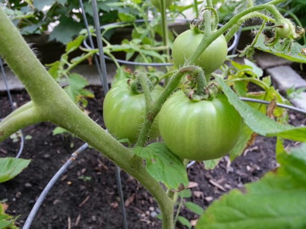 Tomatoes, 29 June 2013