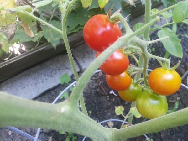 Cherry Tomatoes, 16 July 2013