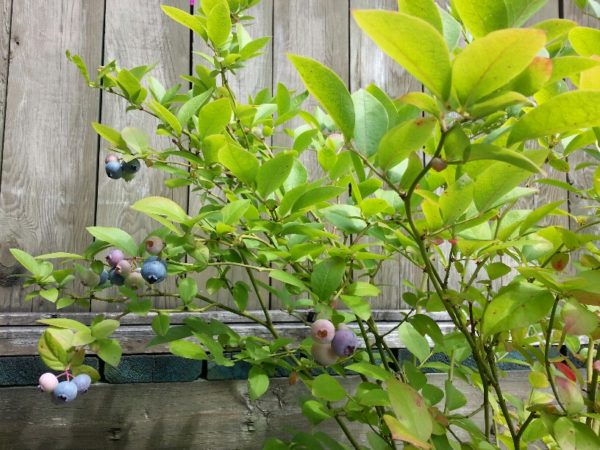 Blueberries, 22 July 2013