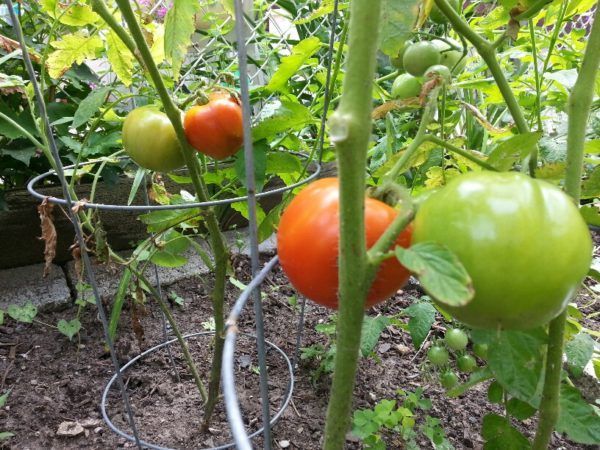 Tomatoes, 22 July 2013