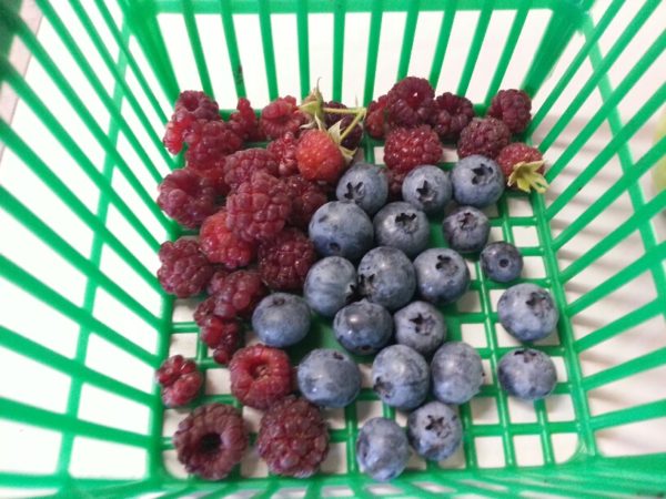 Backyard Berries, 28 July 2013