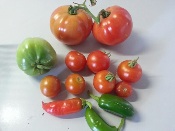 Backyard Veg, 28 July 2013