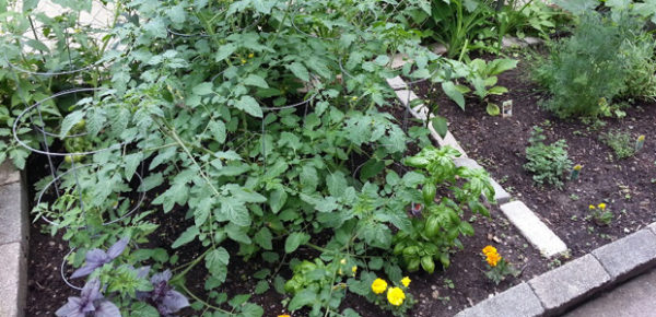 Raised bed, June 2014