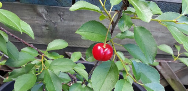 Single cherry, June 2014