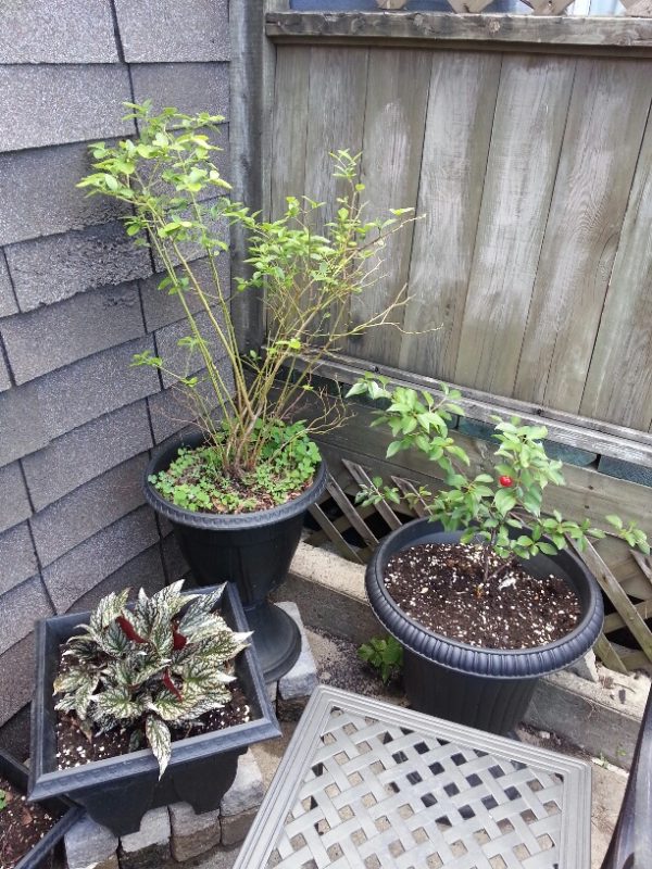 Fruit trees, June 2014