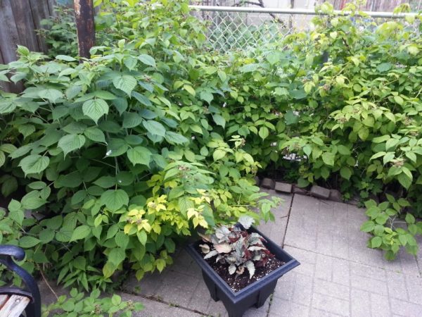 Raspberry bushes, June 2014
