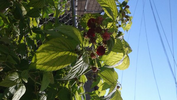 First raspberries, 2 July 2015