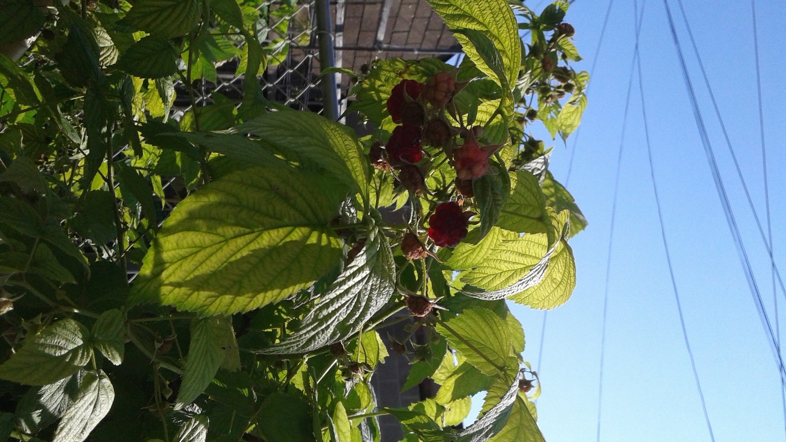 First raspberries, 2 July 2015